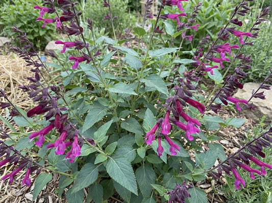Love and Wishes Salvia