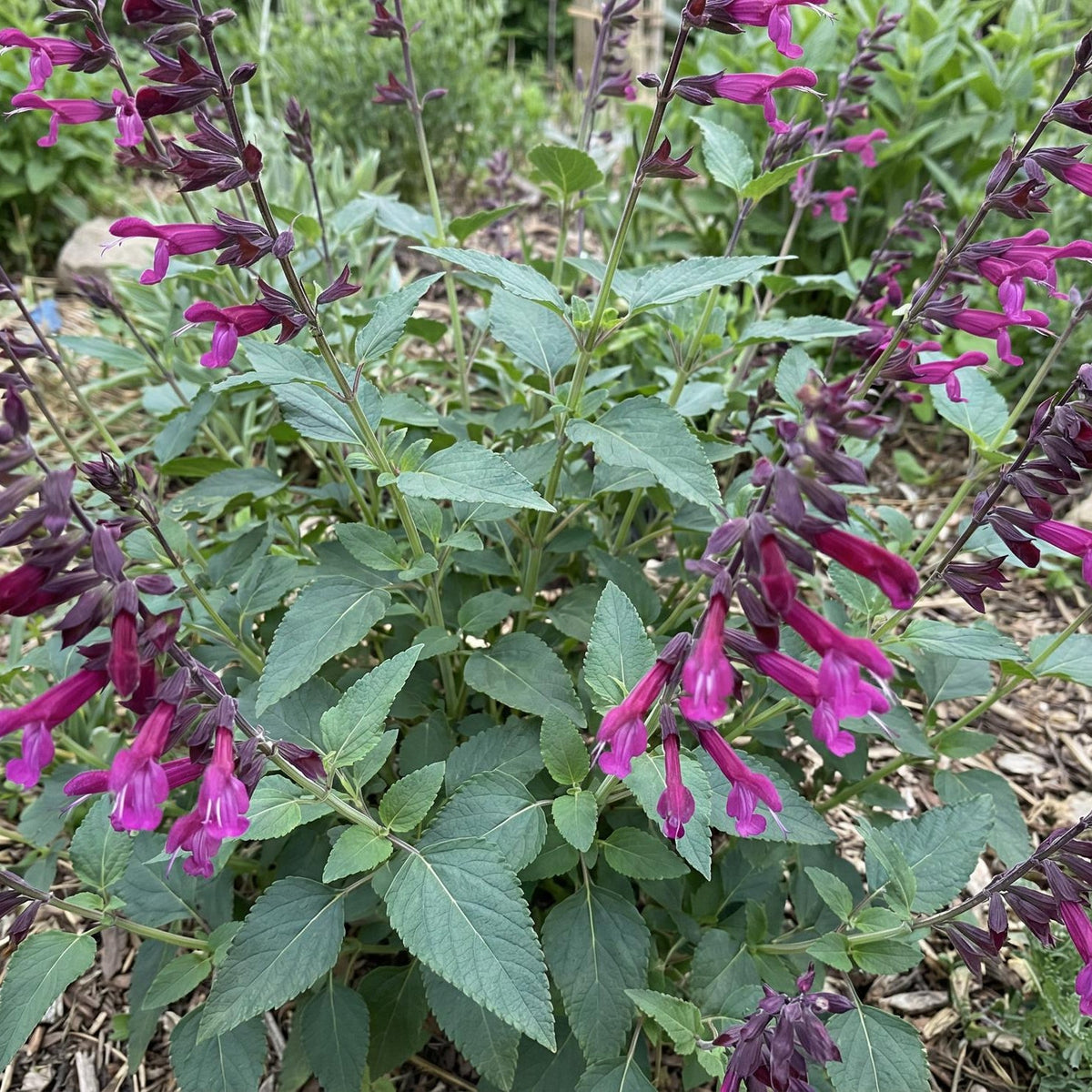 Love and Wishes Salvia