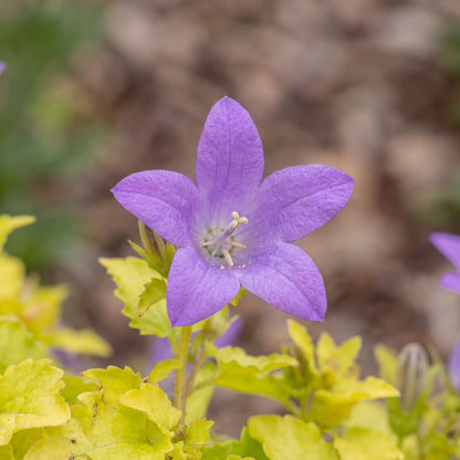 Dickson's Gold Campanula