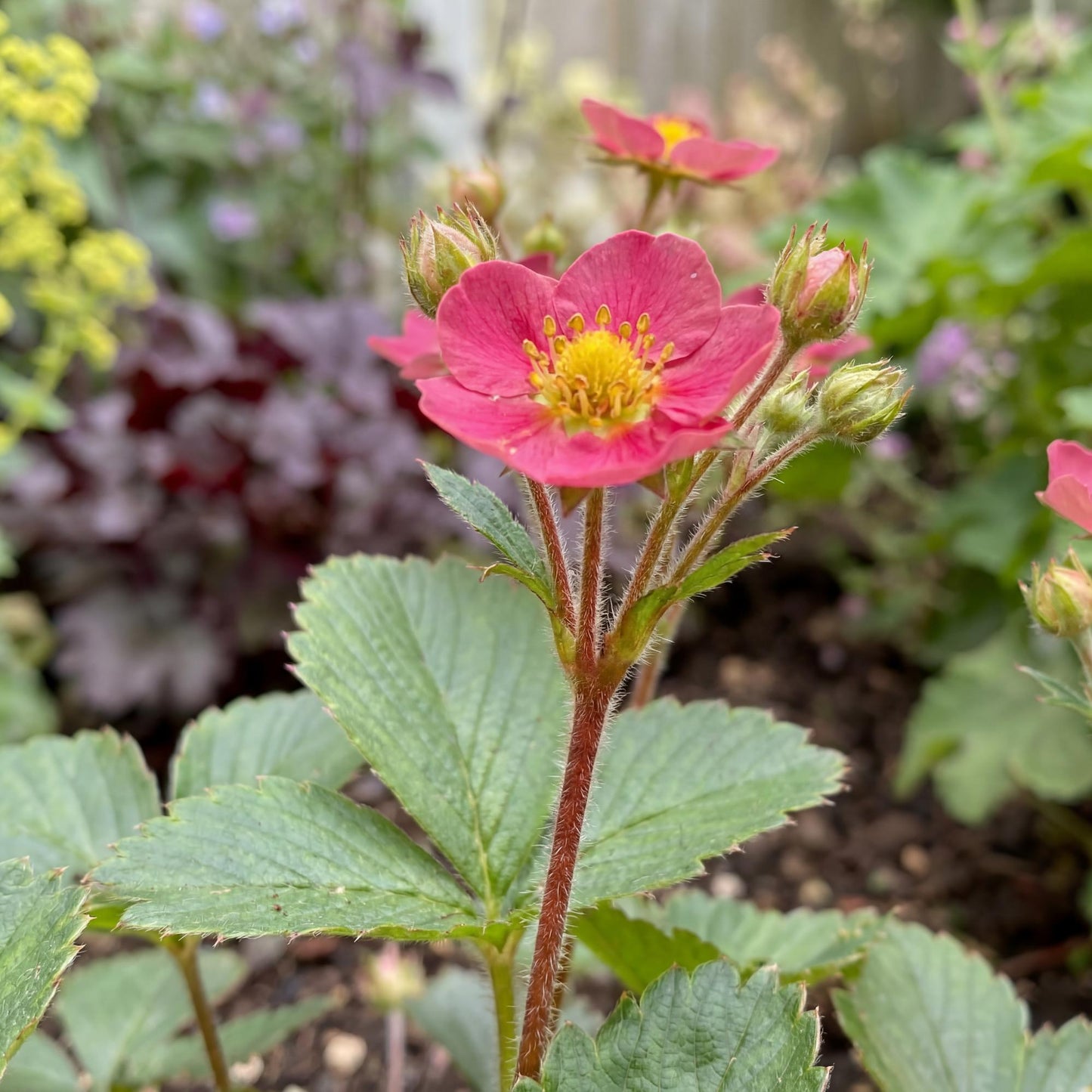 Lipstick Ornamental Strawberry