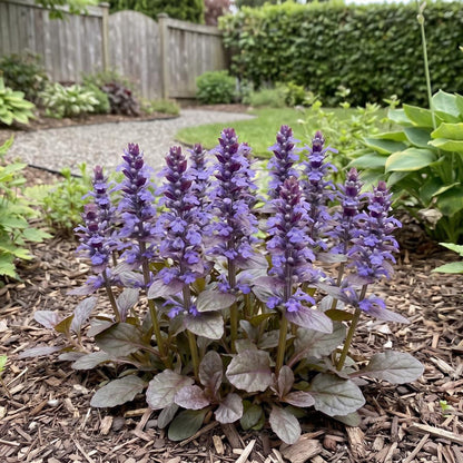 Catlin's Giant Ajuga