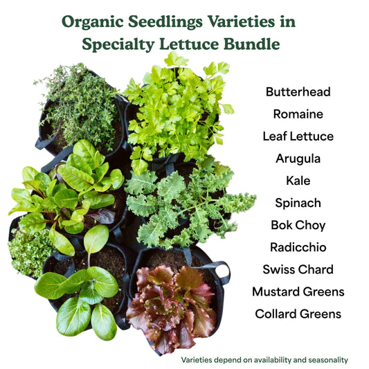 Specialty Lettuce Seedling 6-Pack Bundle