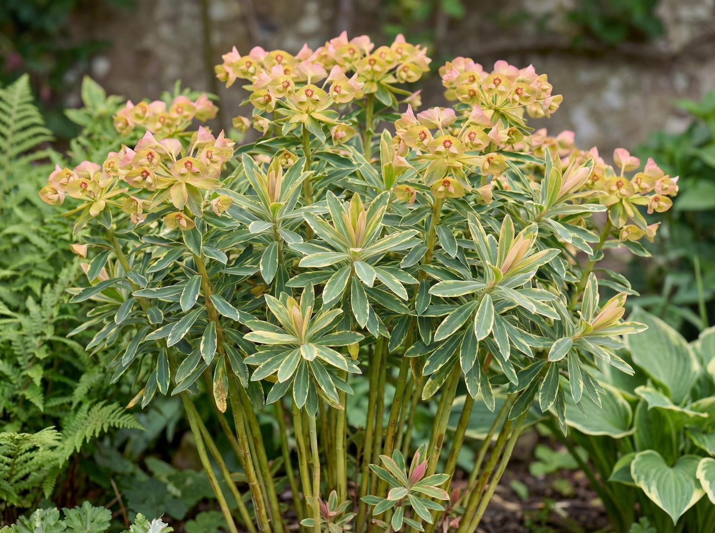 Ascot Rainbow Spurge