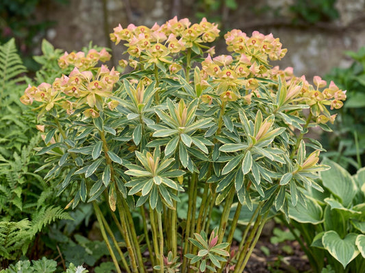 Ascot Rainbow Spurge
