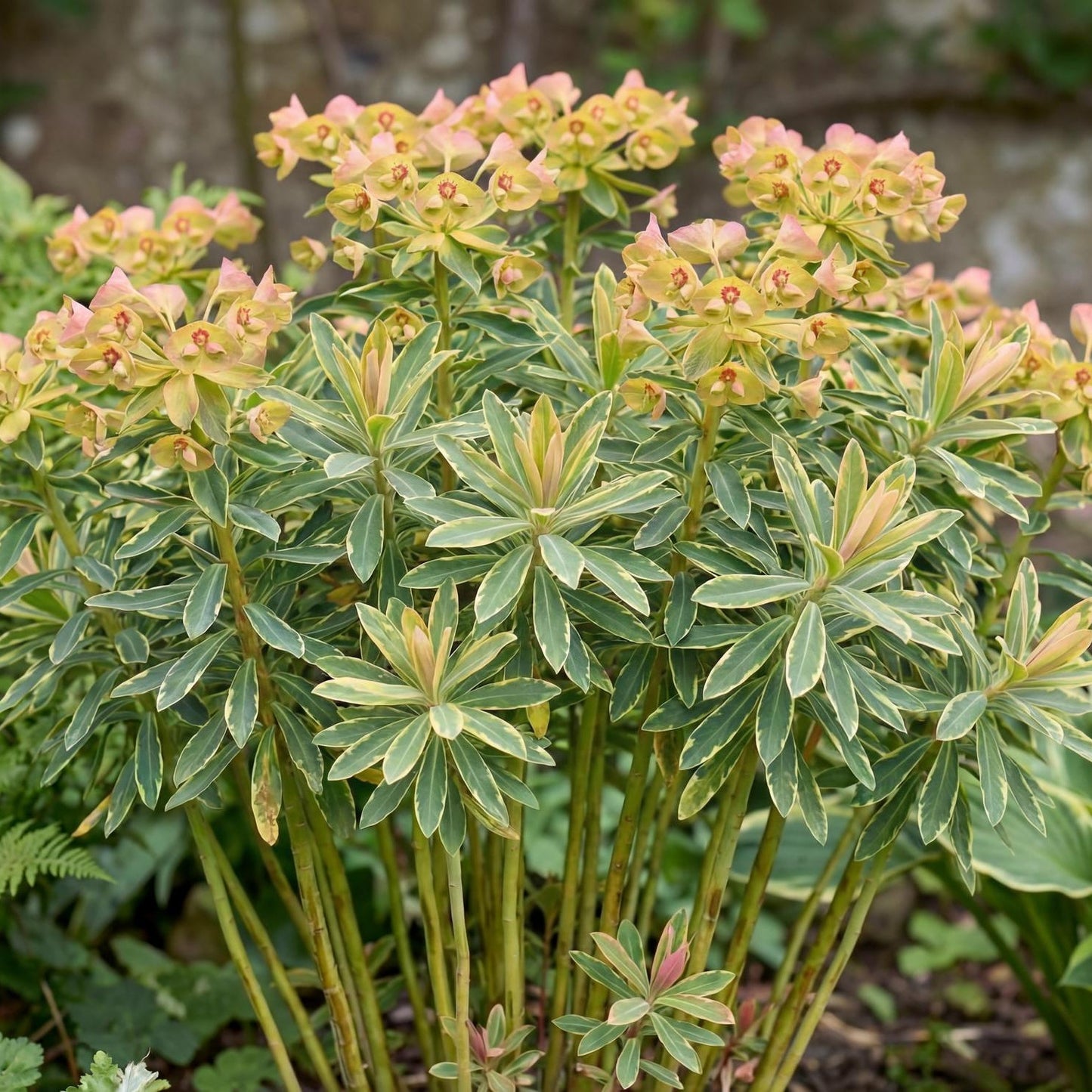 Ascot Rainbow Spurge