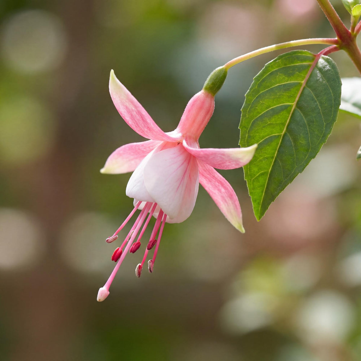 Southgate Fuchsia, with green foliage and stems that shade from green to purple-black, 1 to 2 feet tall