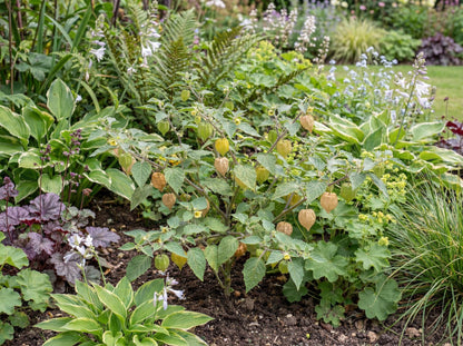 Physalis Ground Cherry Tomato
