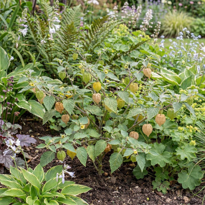 Physalis Ground Cherry Tomato