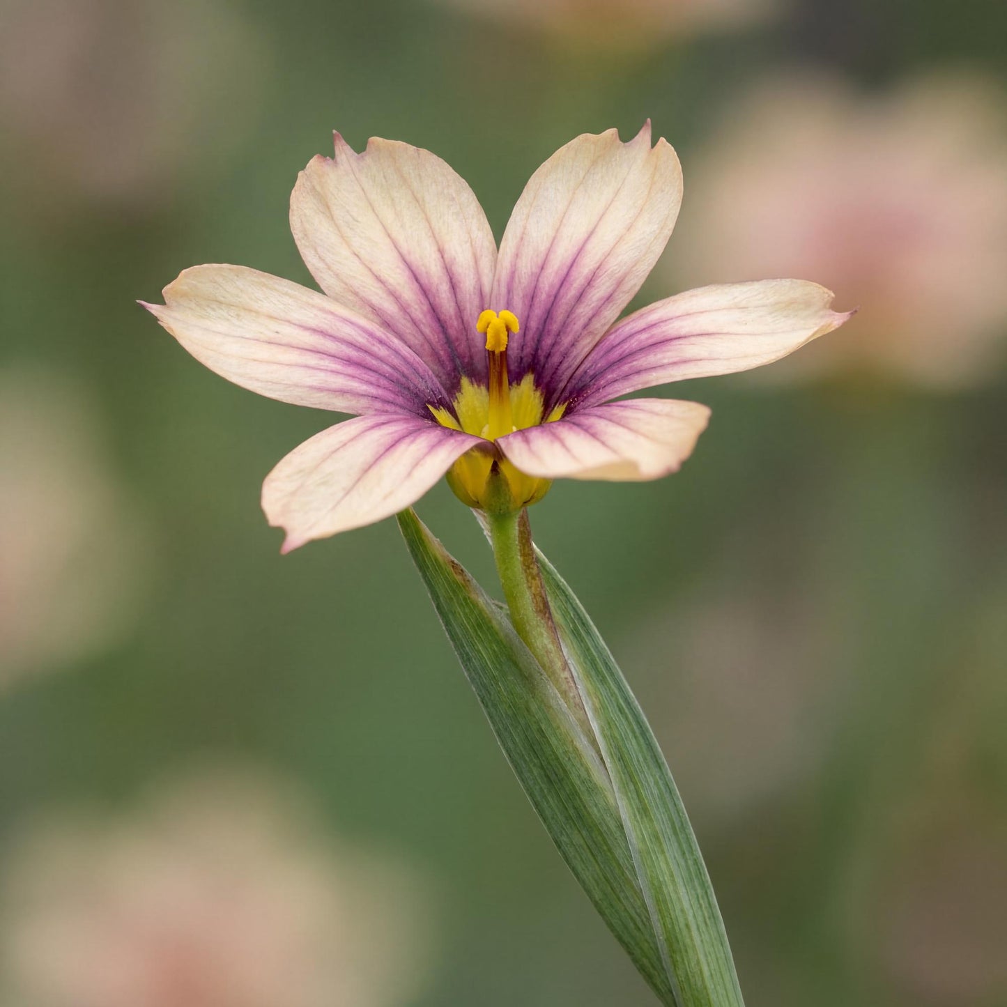 Quaint & Queer Blue-Eyed Grass