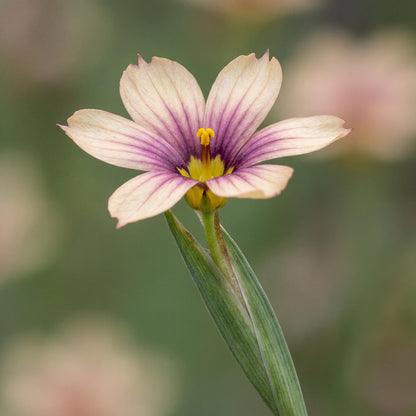 Quaint & Queer Blue-Eyed Grass