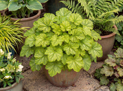 Kira Green Tea Heuchera