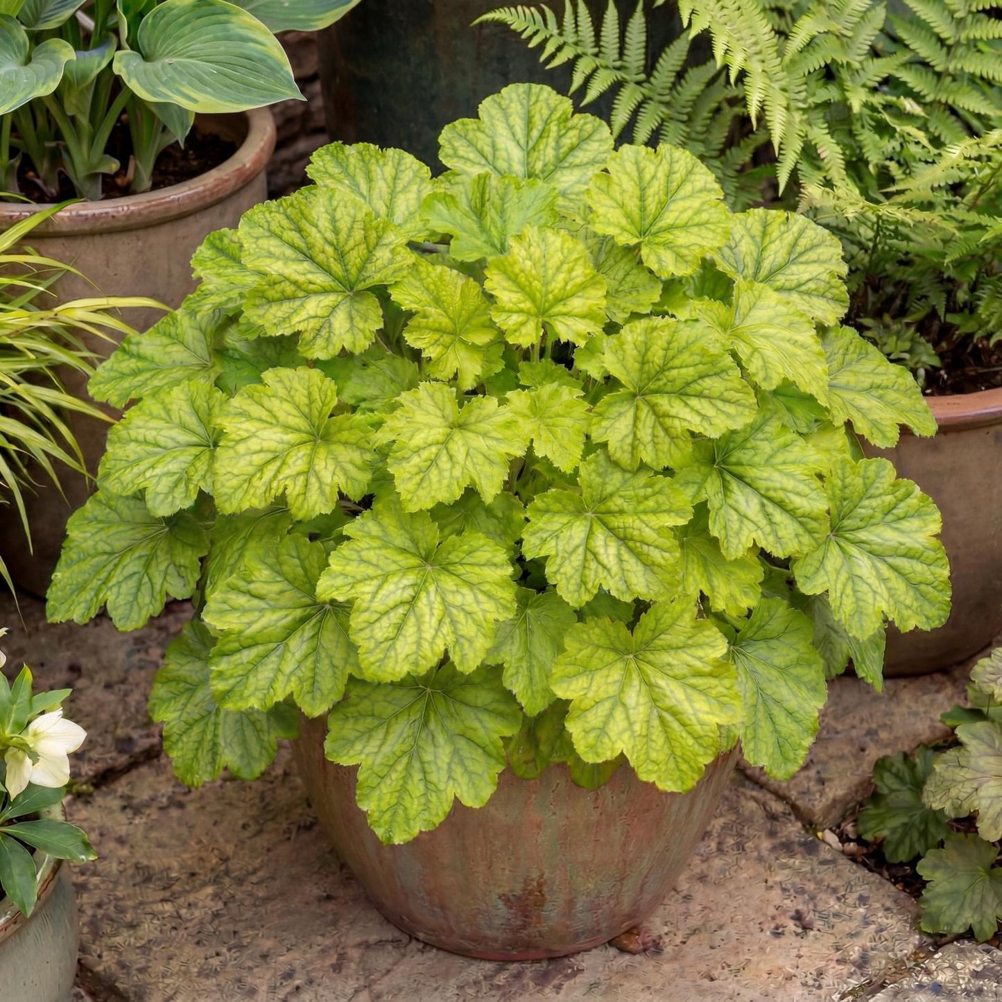 Kira Green Tea Heuchera