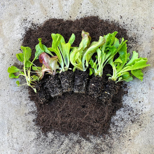 Specialty Lettuce Seedling 6-Pack Bundle