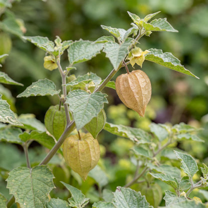 Physalis Ground Cherry Tomato