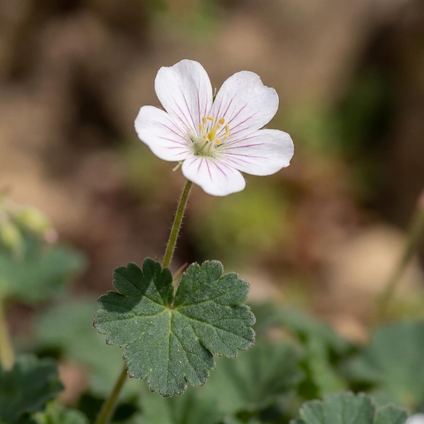 Album Erodium