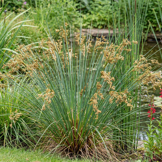 Quartz Creek Soft Rush in a 4-inch pot, fine upright green stems forming a neat tufted clump for wet soil