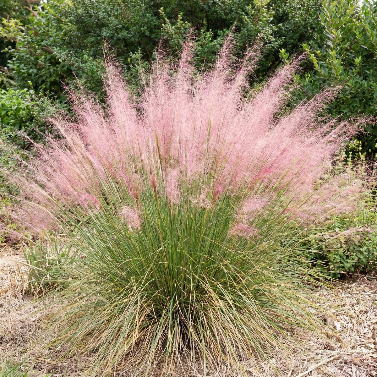Hairy Awn Muhly in a 4-inch pot, fine green blades that carry a pink haze of panicles each fall