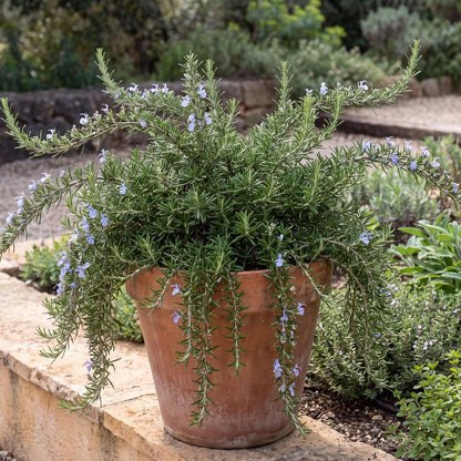 Foxtail Rosemary