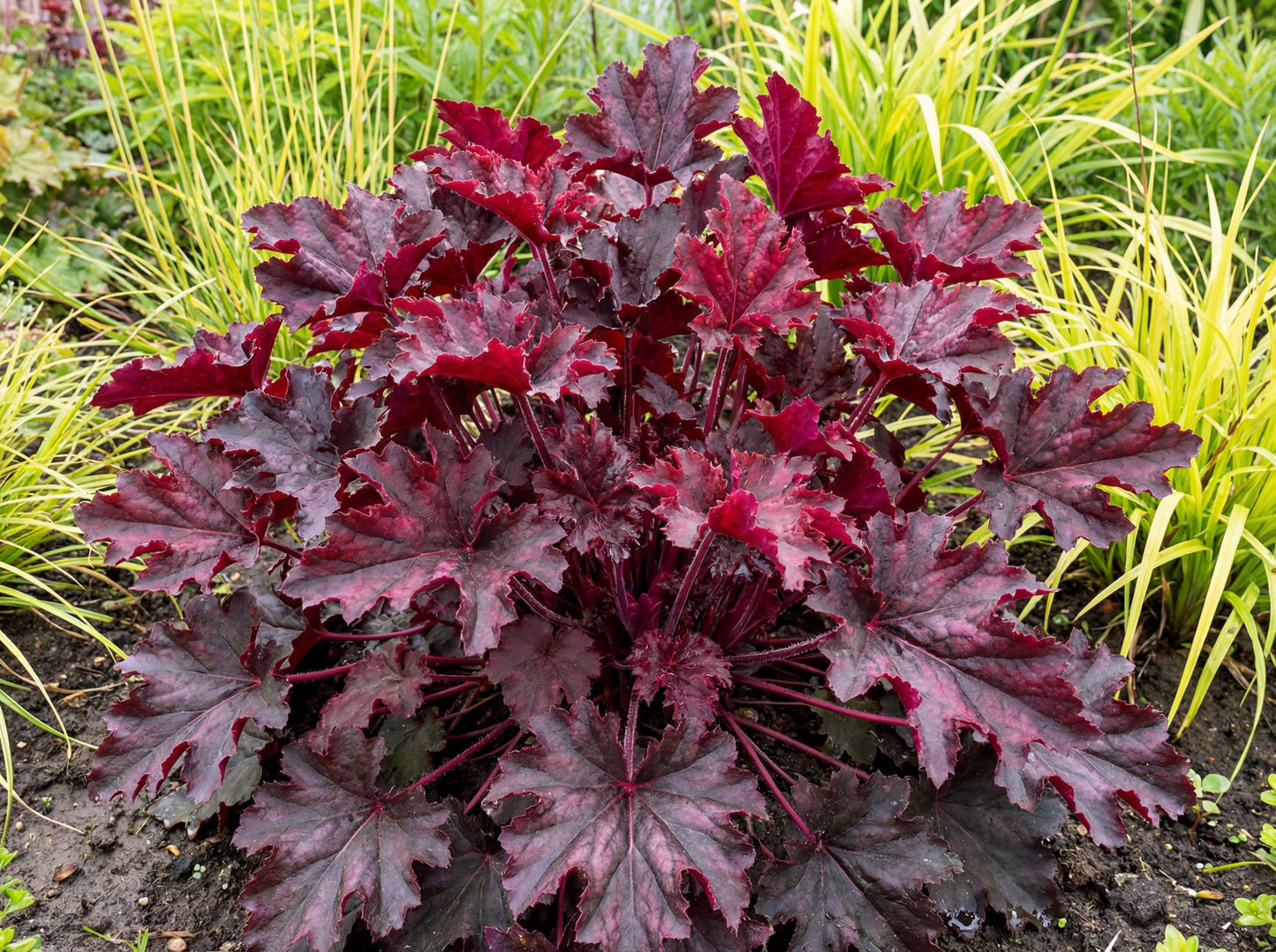 Melting Fire Heuchera