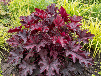 Melting Fire Heuchera