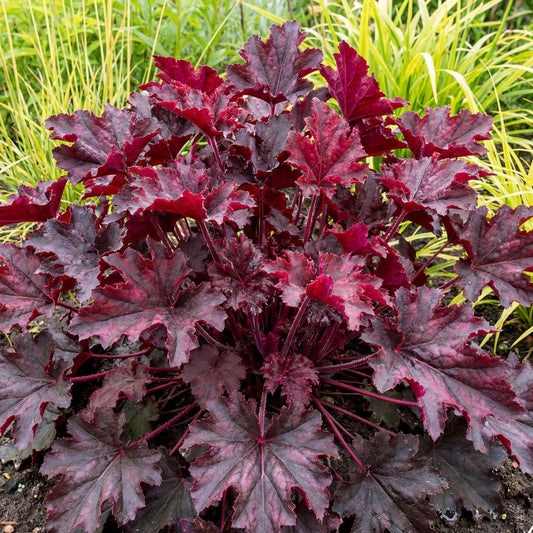 Melting Fire Heuchera