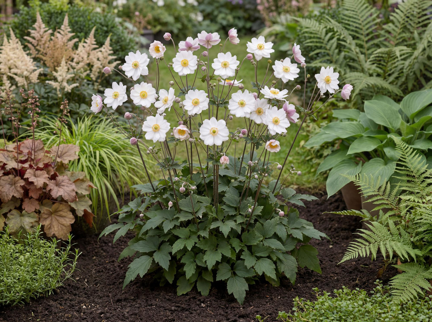 Snow Angel Japanese Anemone