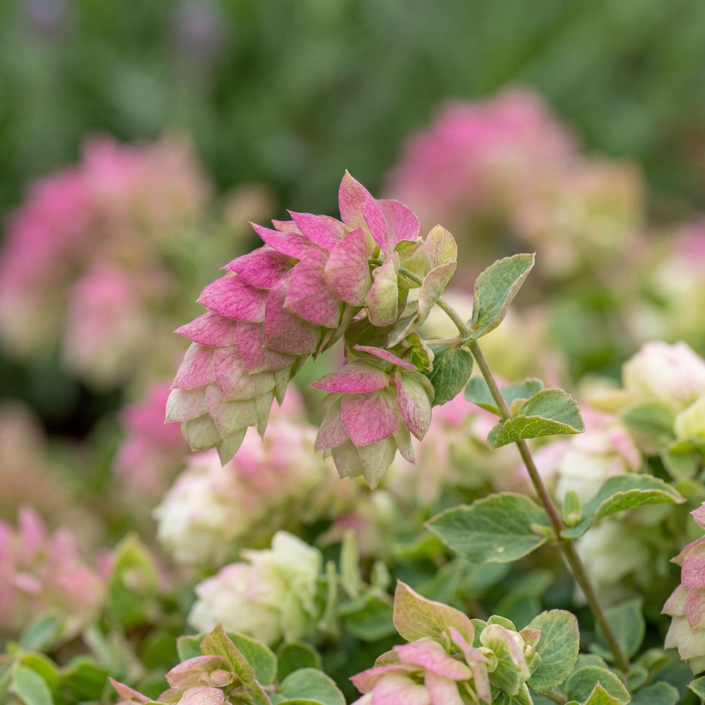 Bellissimo Oregano