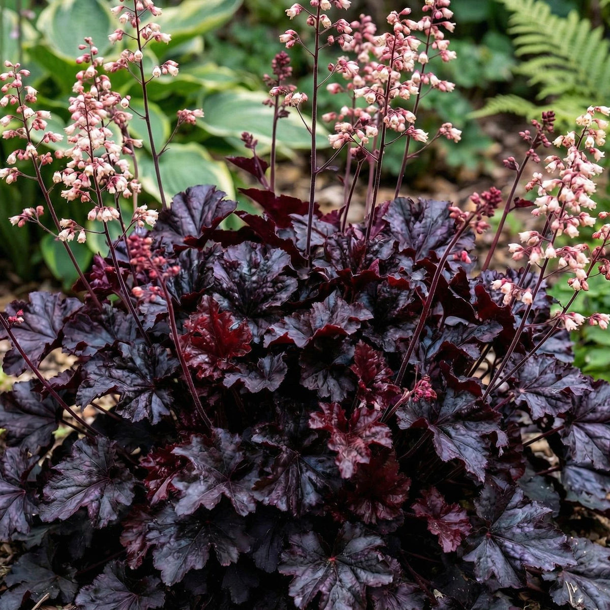 Black Taffeta Heuchera