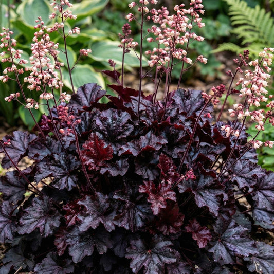 Black Taffeta Heuchera