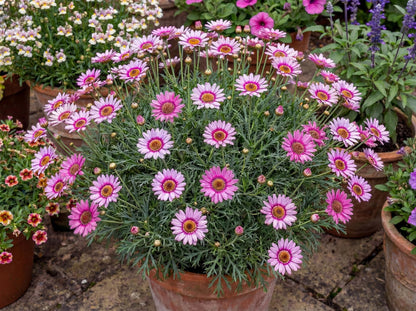 Grandaisy Pink Halo Marguerite Daisy