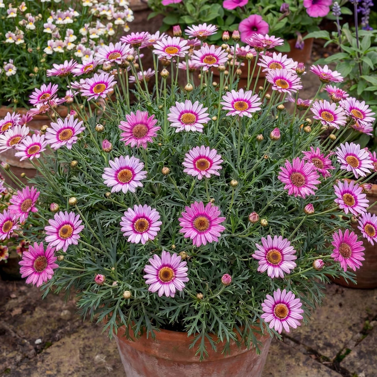 Grandaisy Pink Halo Marguerite Daisy