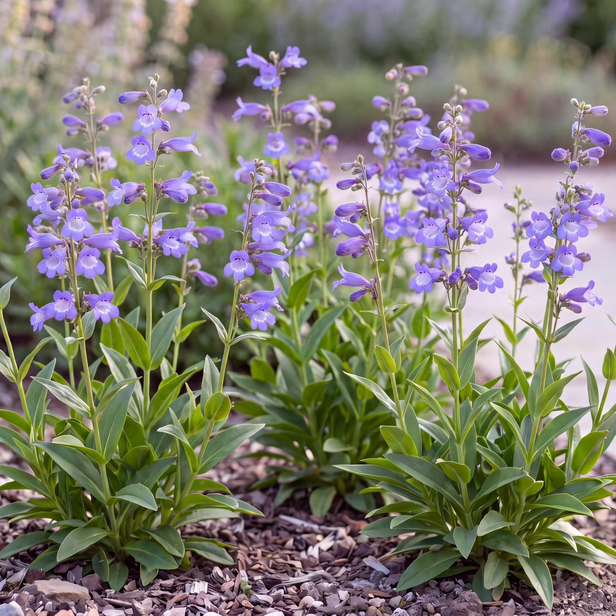 Blue Rock Candy Penstemon in a 4-inch pot, with lavender-blue, white-throated bells on compact upright spikes
