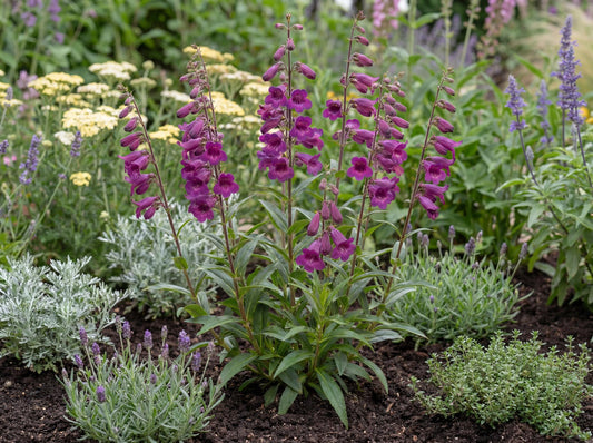 Midnight Penstemon