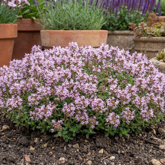 Woolly Thyme