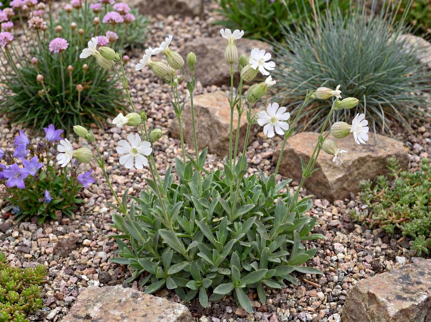 Sea Campion Silene