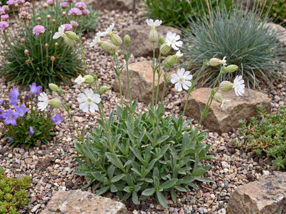 Sea Campion Silene