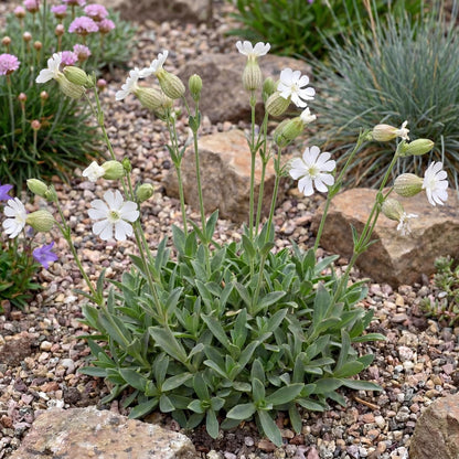 Sea Campion Silene