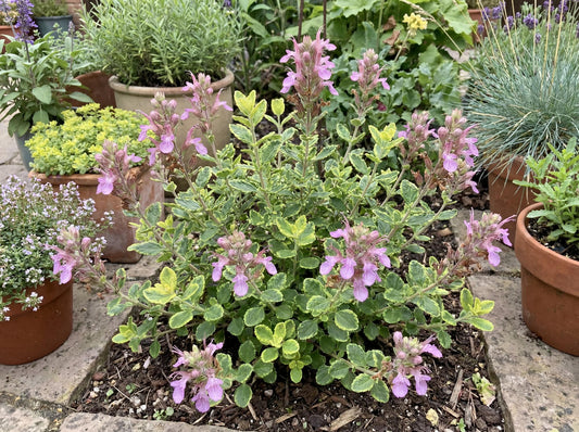 Summer Sunshine Germander