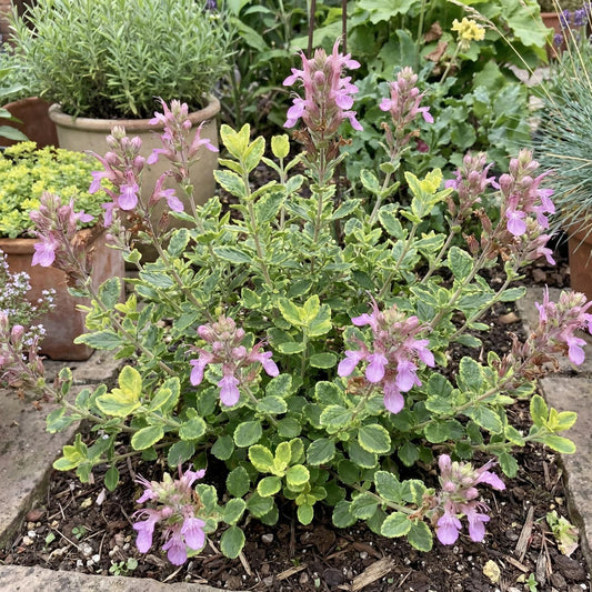 Summer Sunshine Germander