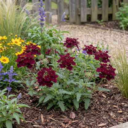Burgundy Empress Flair Verbena