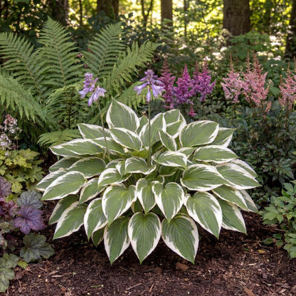 White Edges Leaves Hostas