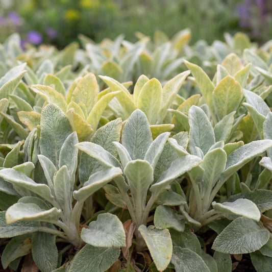 Primerose Heron Lamb's Ear