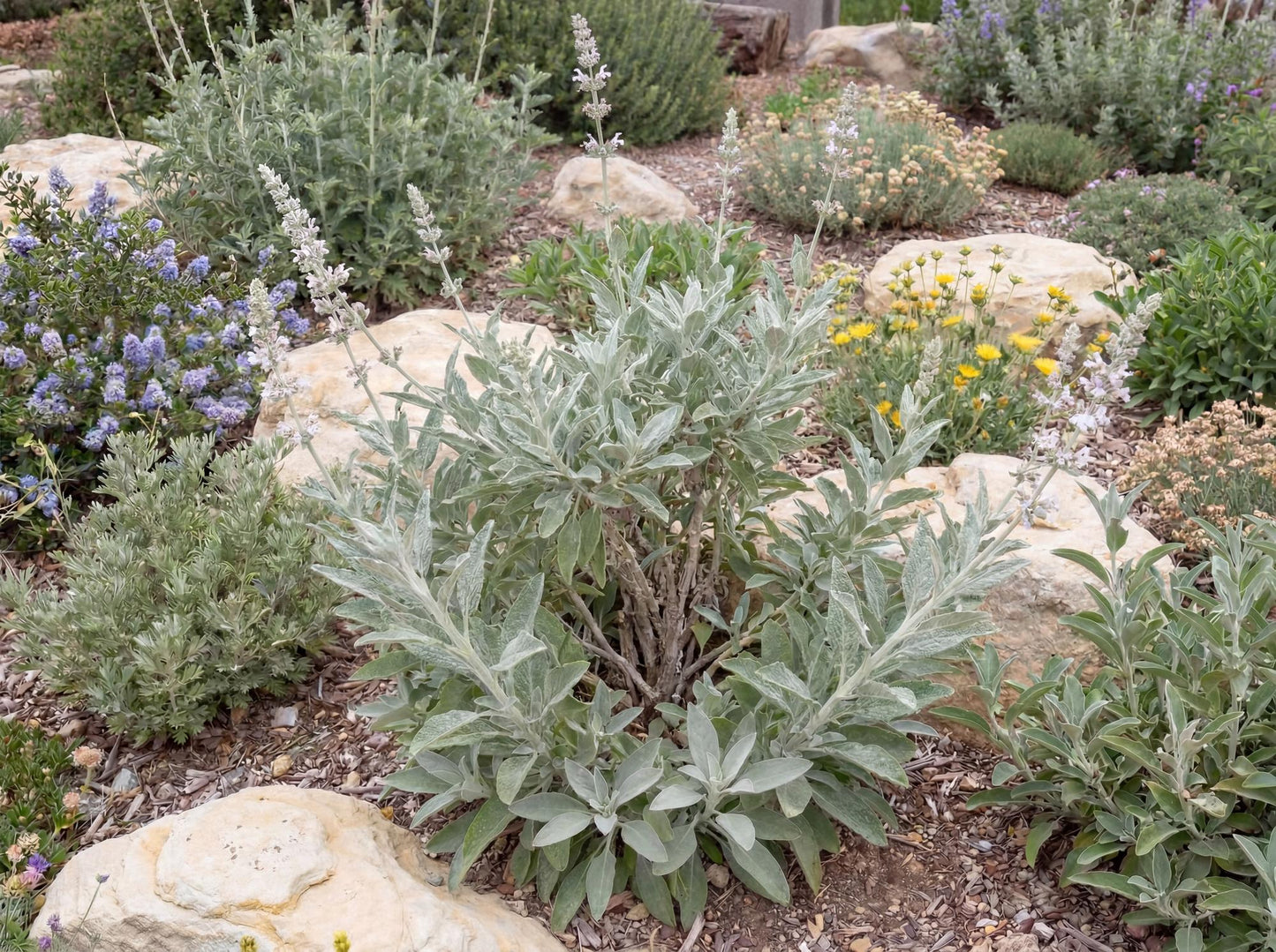 White Sage