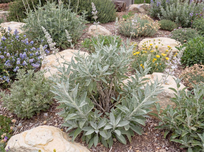 White Sage