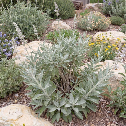 White Sage