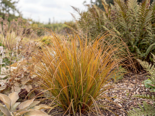 Prairie Fire New Zealand Sedge