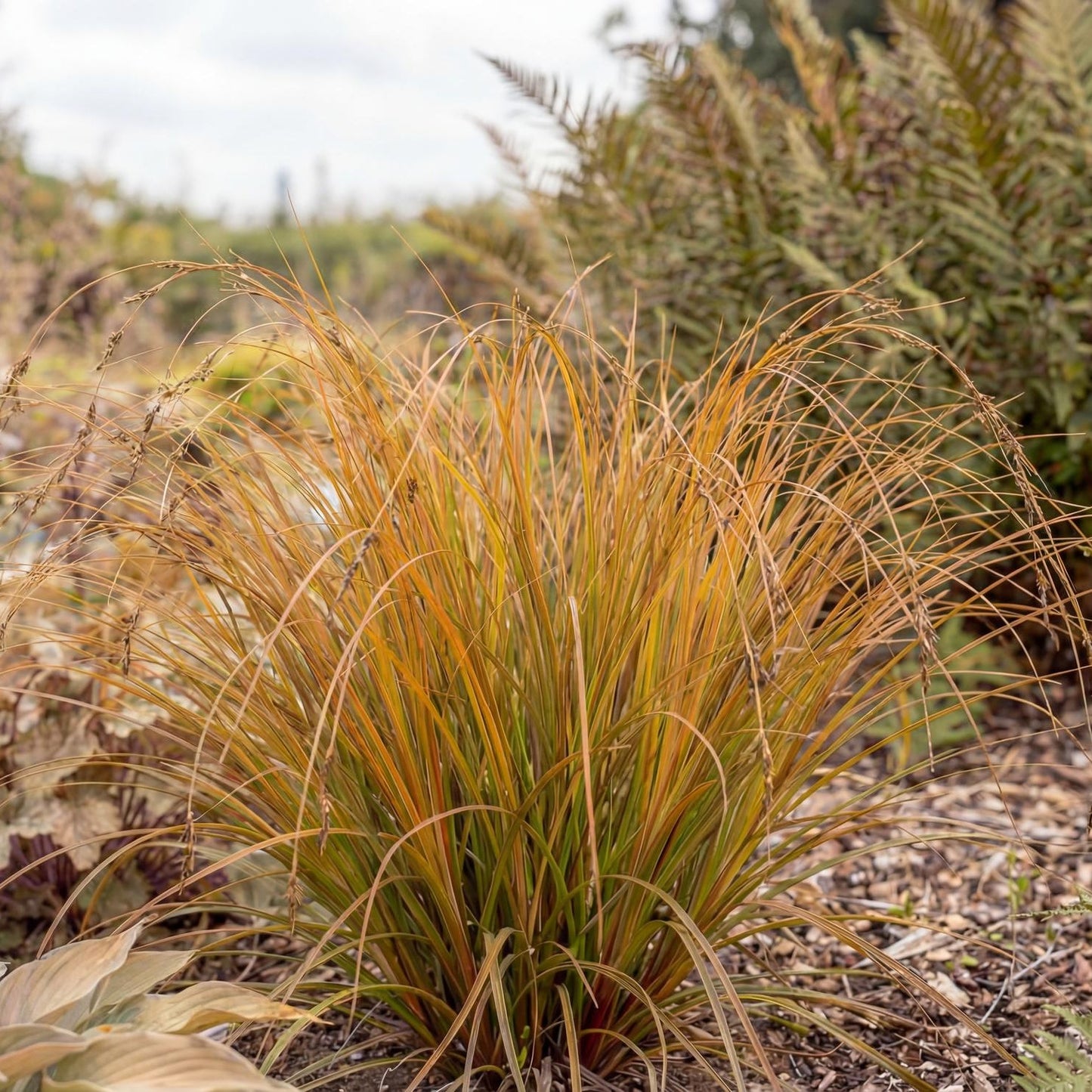 Prairie Fire New Zealand Sedge