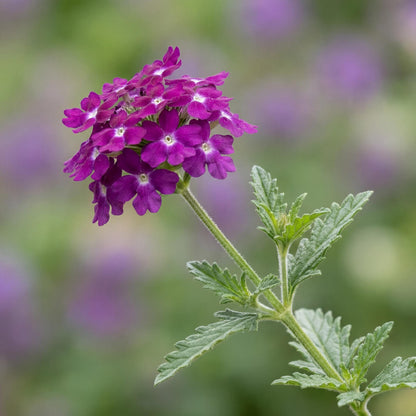 Vanessa Magenta Verbena