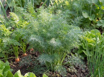 Greensleeves Dill
