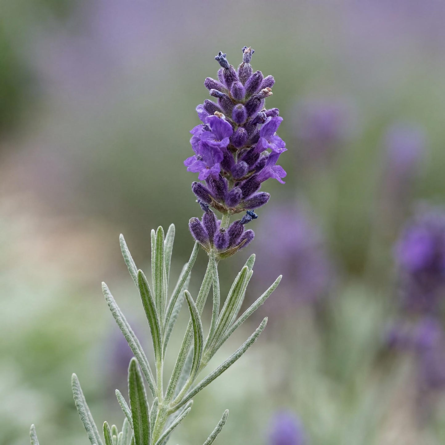 Purple Floral Grey Lavender